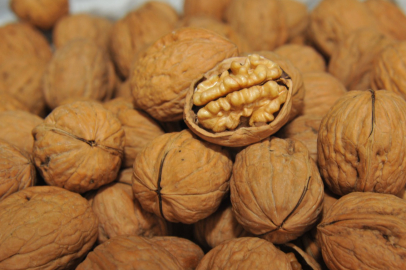 Çağlayancerit cevizi Japonya’da tanıtıldı